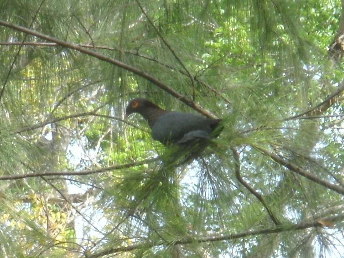 Scaly-naped Pigeon - Mike Blancher