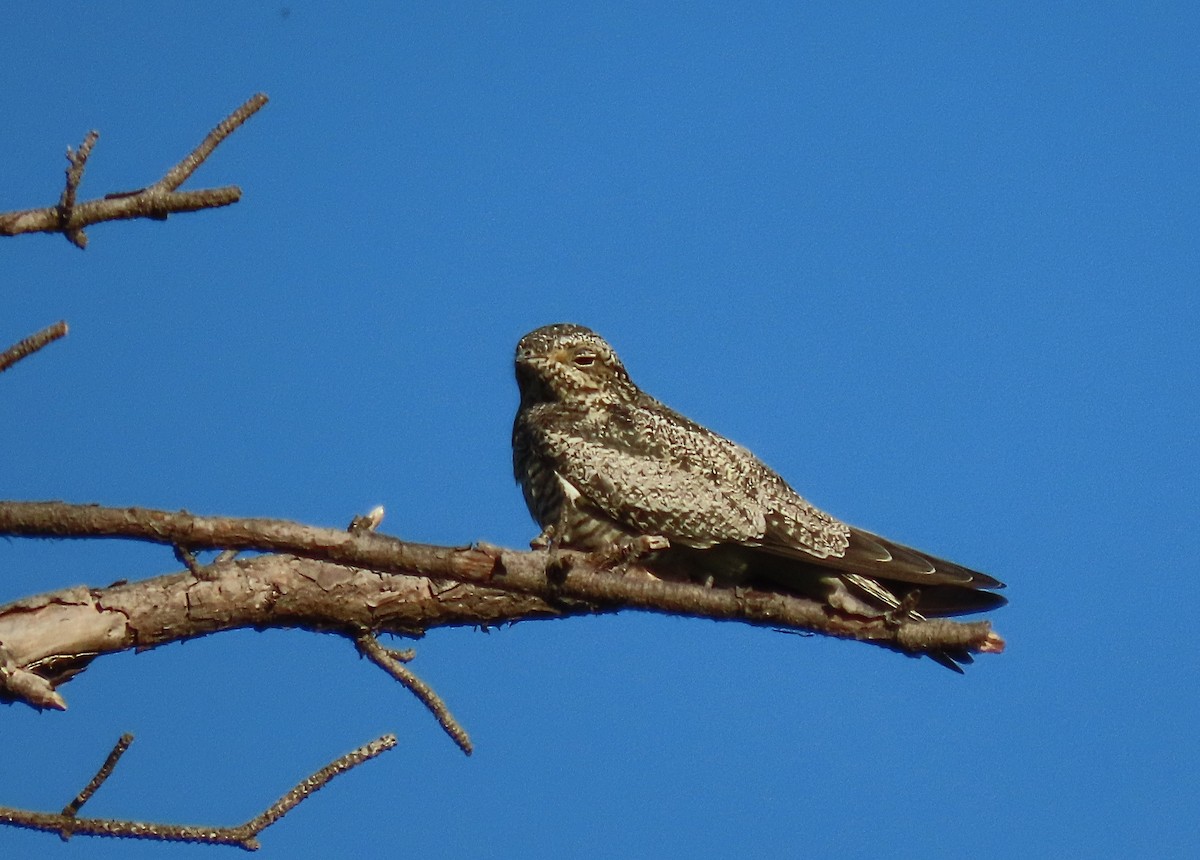 Common Nighthawk - ML642013004