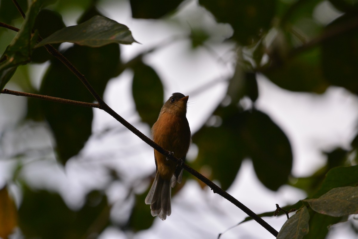 Lesser Antillean Pewee - ML642013005