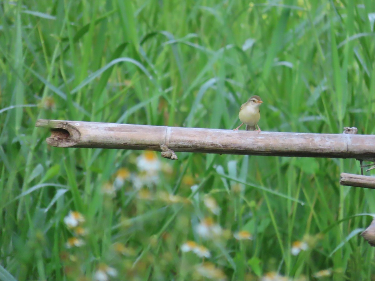 Prinia Sencilla - ML642013007