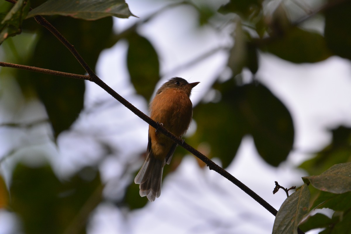 Lesser Antillean Pewee - ML642013018