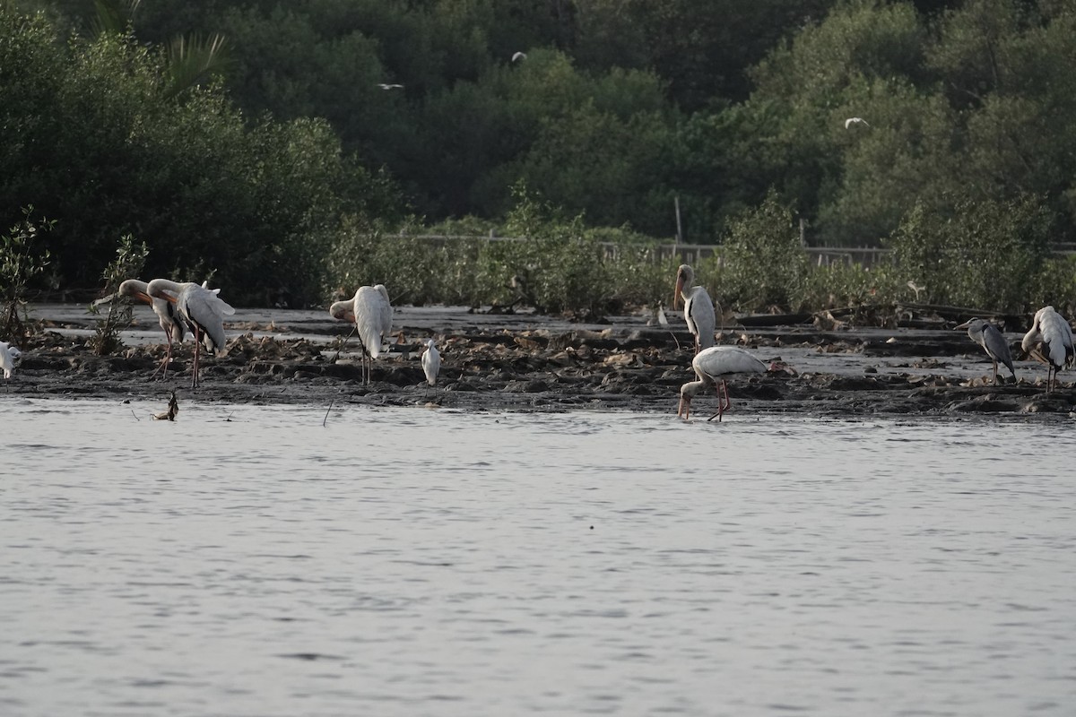 malaystork - ML642013019