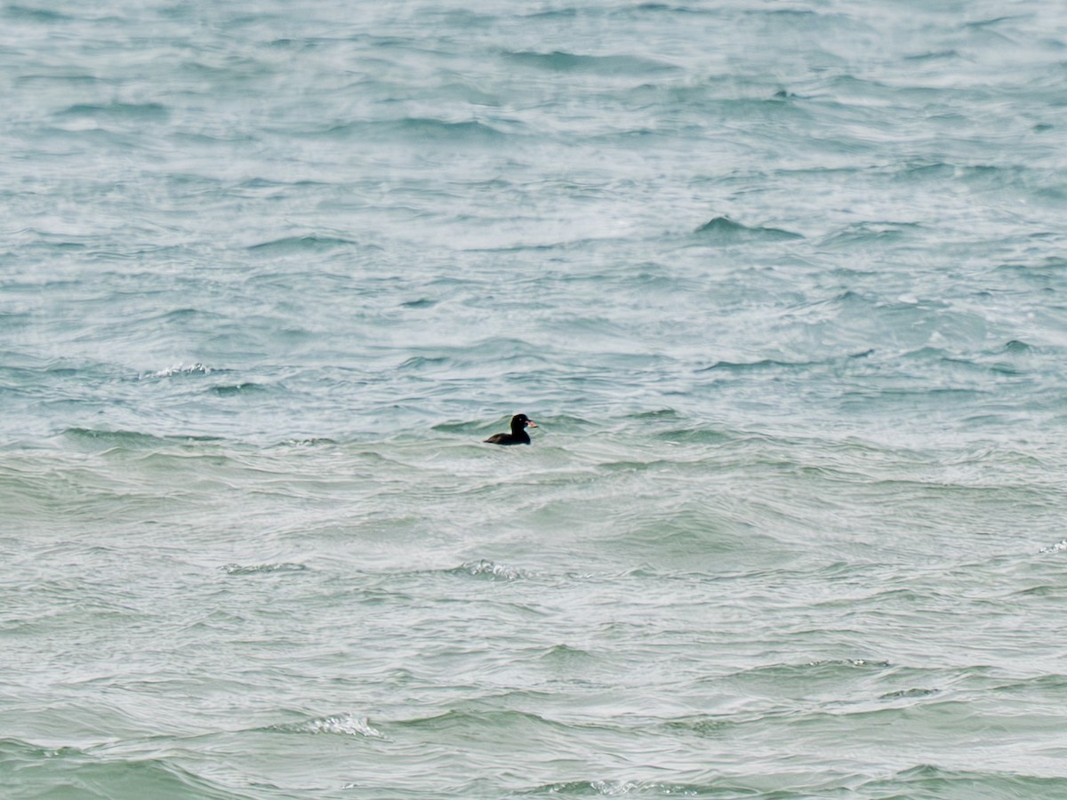 Surf Scoter - ML642013025