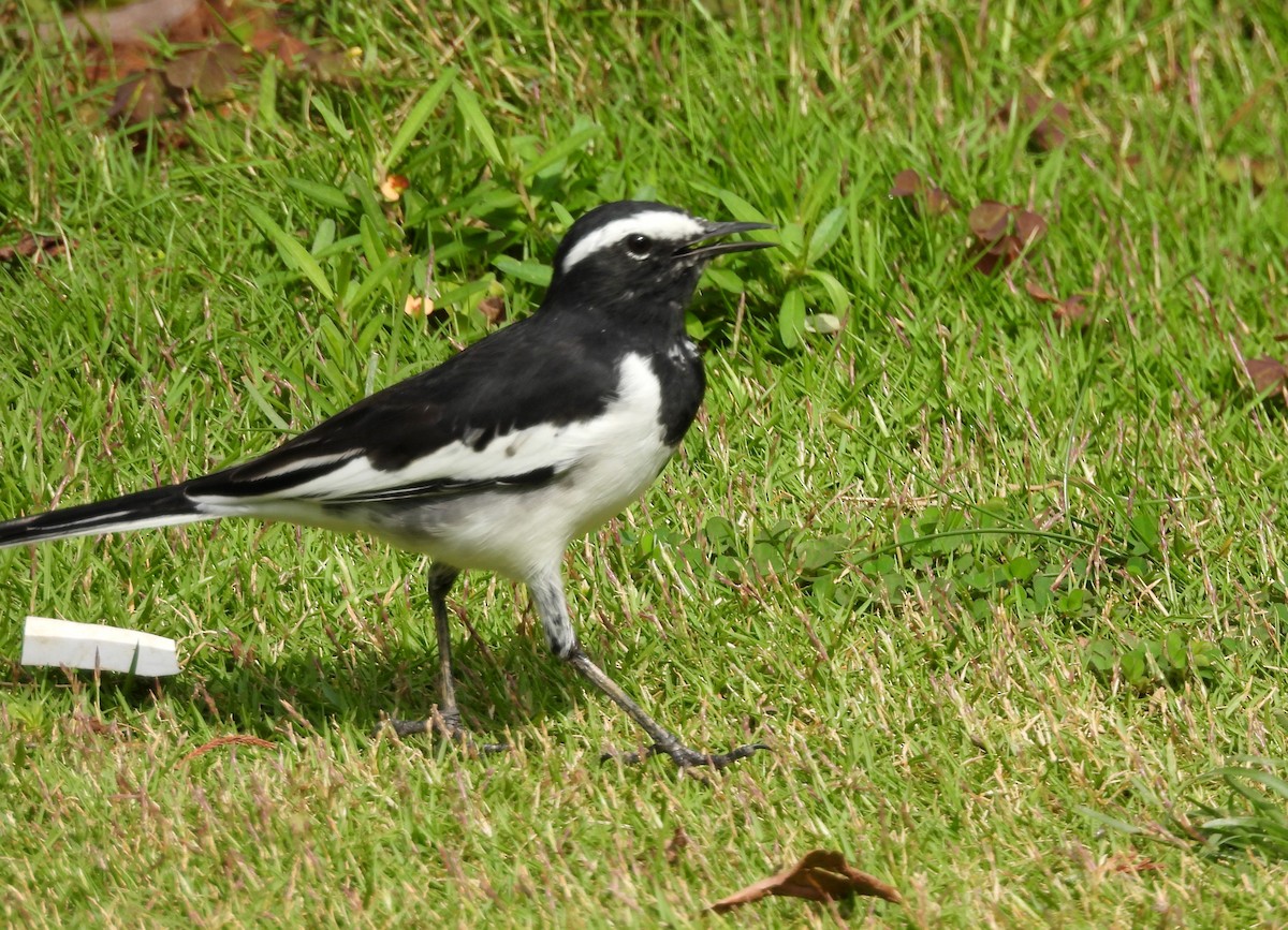 White-browed Wagtail - ML642013032