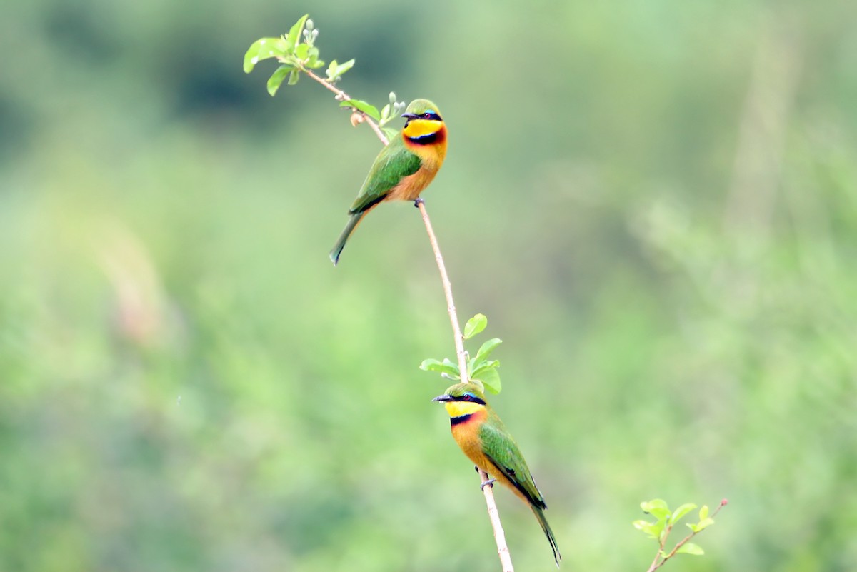 Little Bee-eater - ML642013036