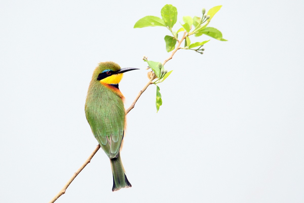 Little Bee-eater - ML642013038