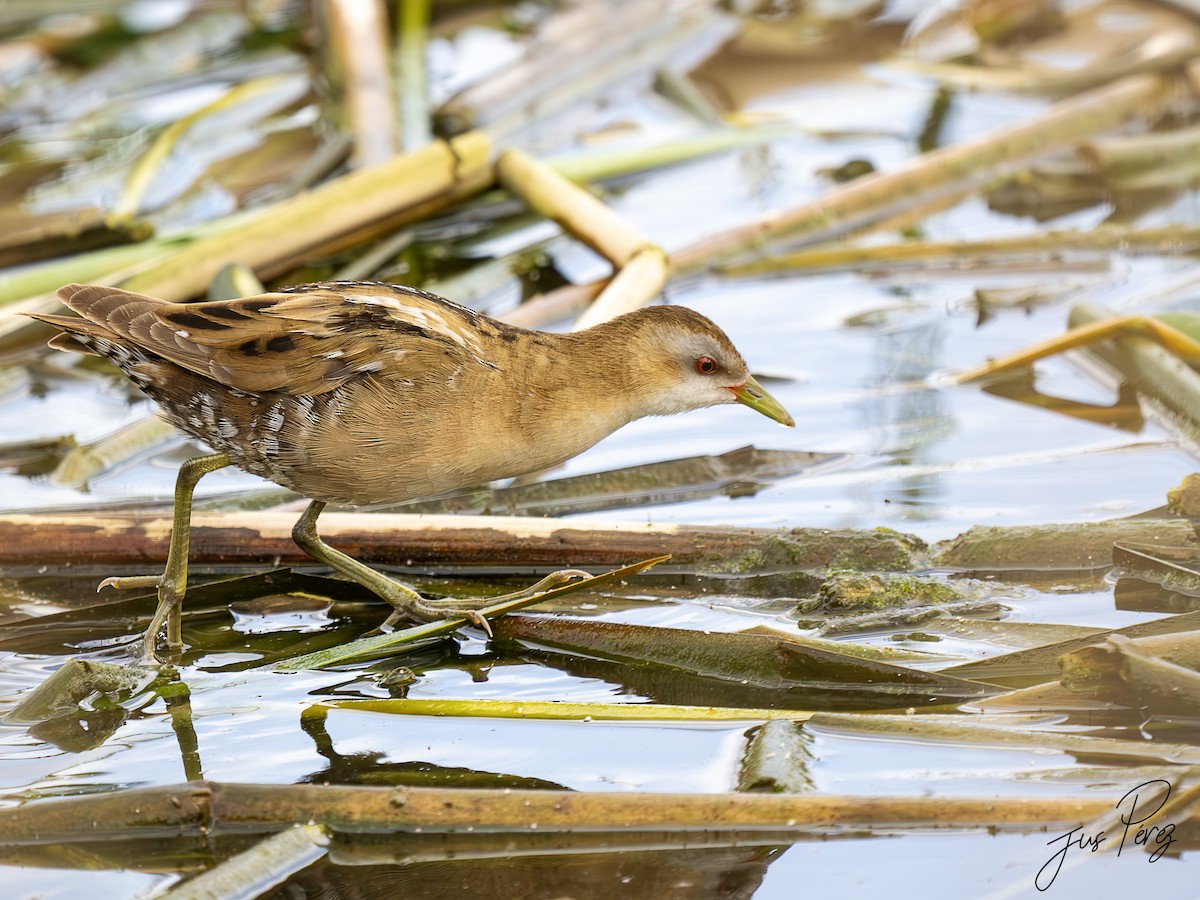 Little Crake - ML642013042