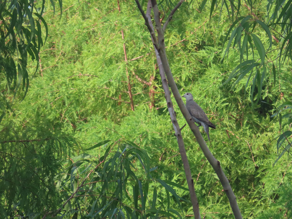 Usapal burugrisa - ML642013046