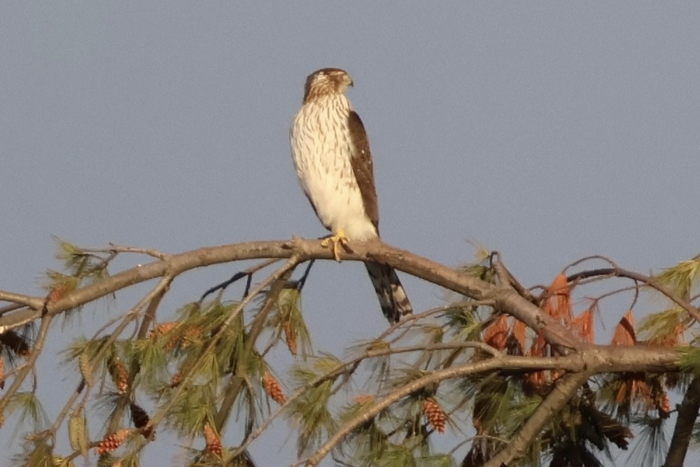 Cooper's Hawk - ML642013052