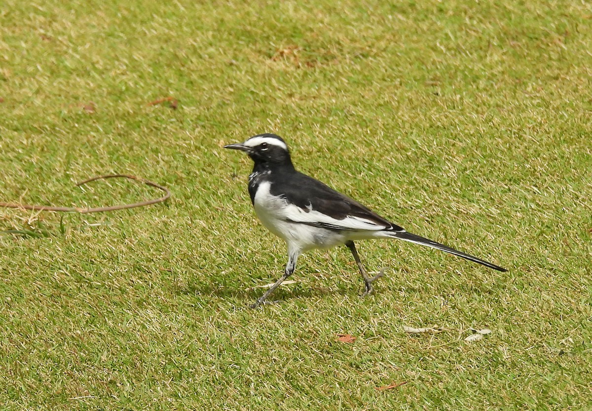 White-browed Wagtail - ML642013067