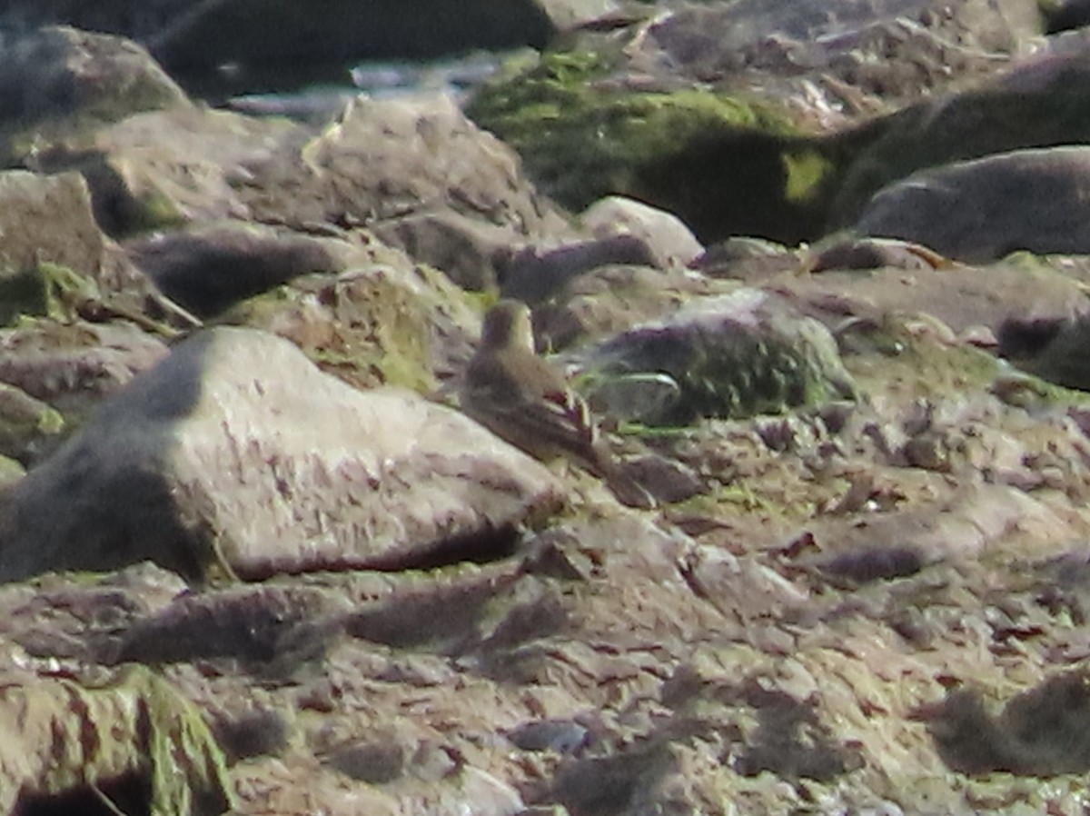 linduška tundrová - ML642013070