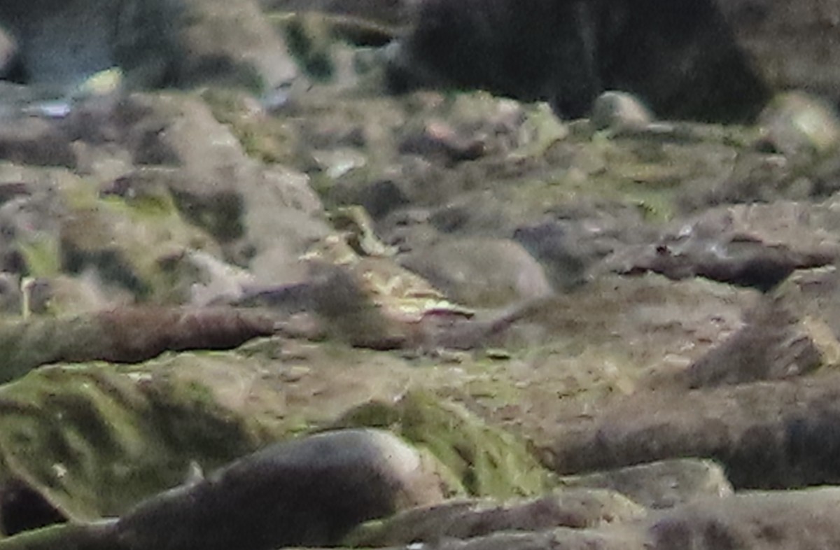 linduška tundrová - ML642013074