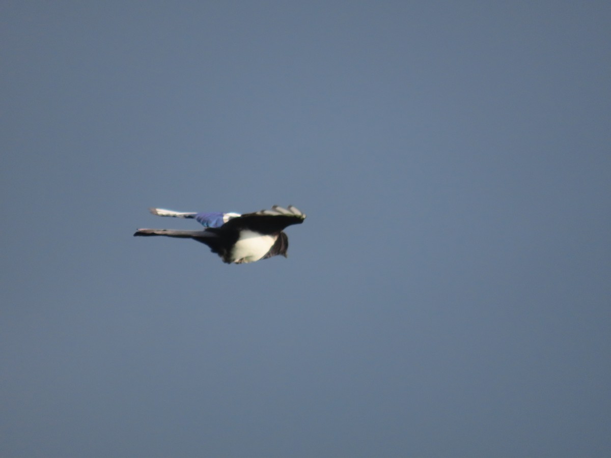 Orientelster - ML642013077
