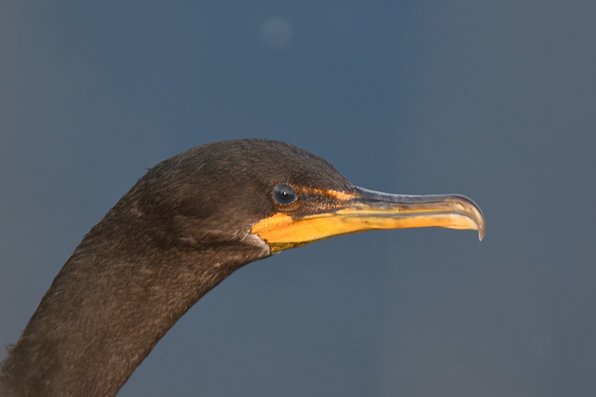 Double-crested Cormorant - ML642013084