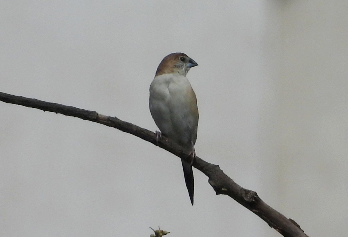 Hint Gümüşgagası - ML642013085