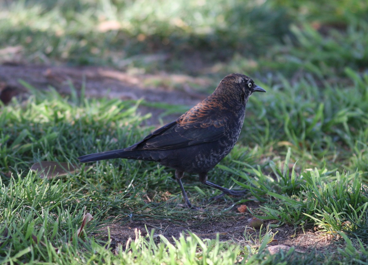Rusty Blackbird - ML642013087