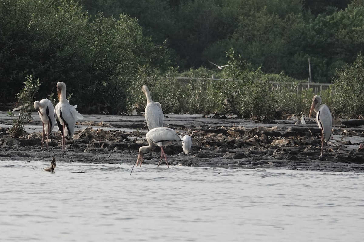 malaystork - ML642013089