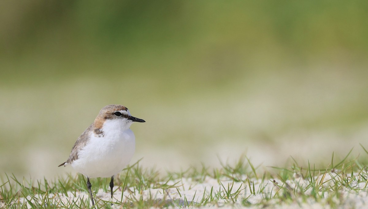 Red-capped Plover - ML642013090