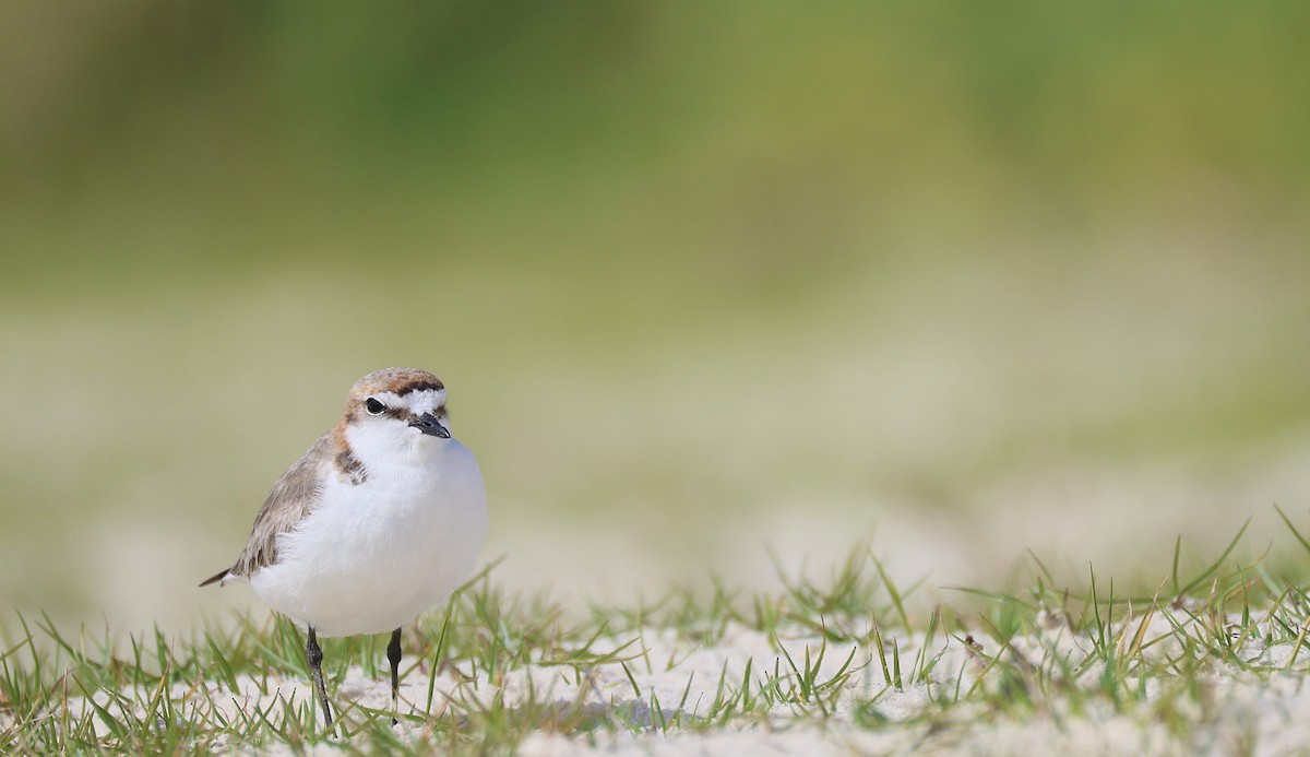 Red-capped Plover - ML642013091