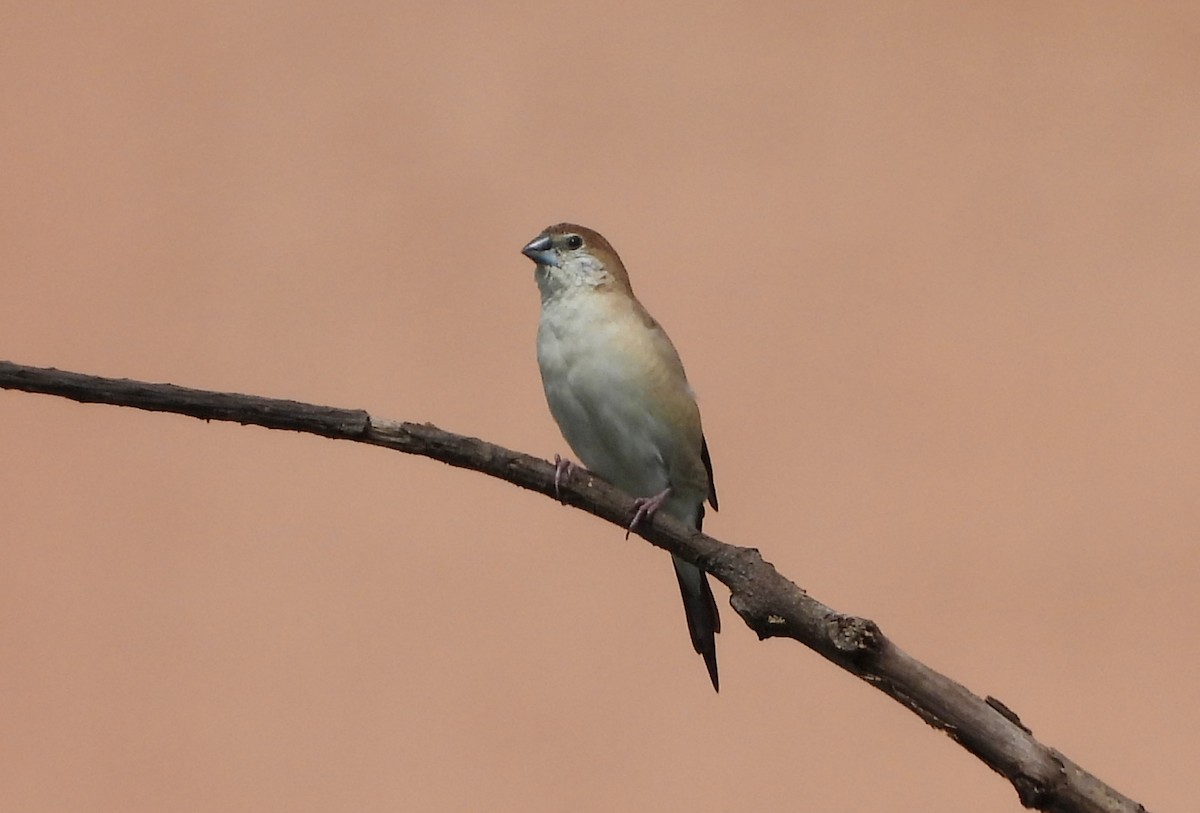 Hint Gümüşgagası - ML642013103