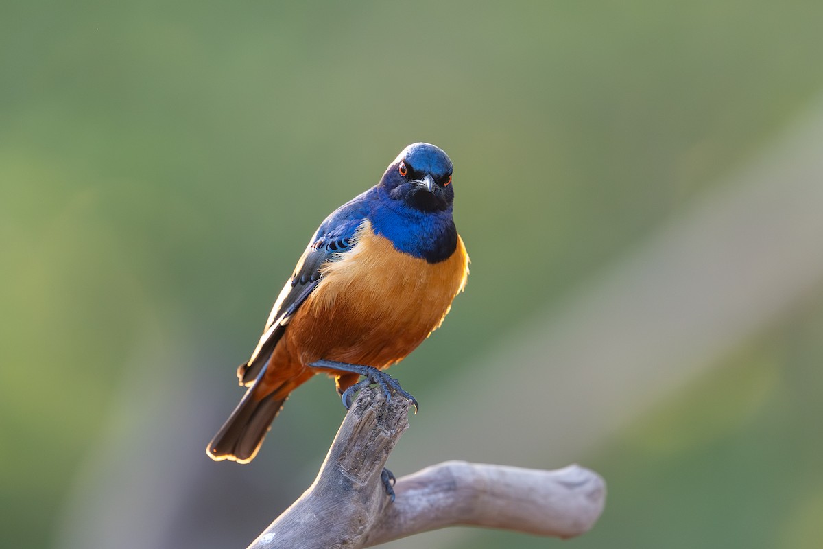 Hildebrandt's Starling - ML642013118