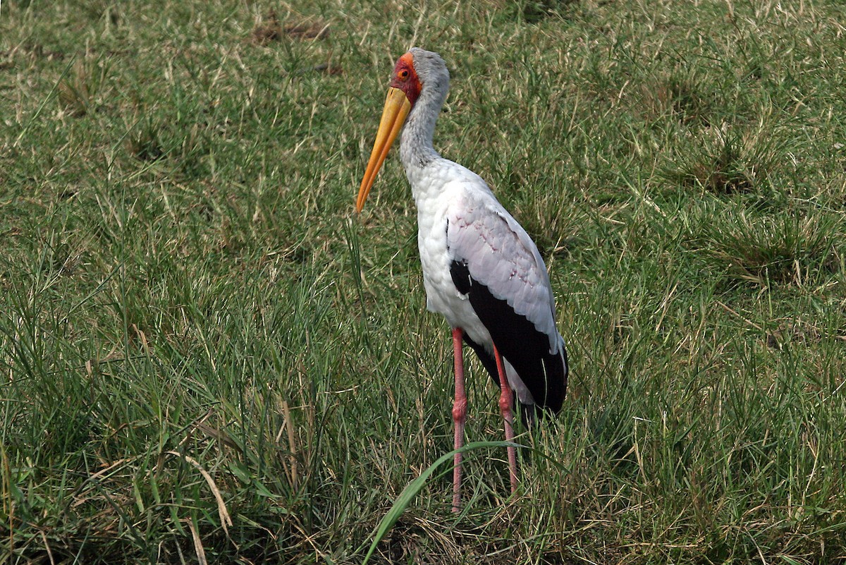 Yellow-billed Stork - ML642013129