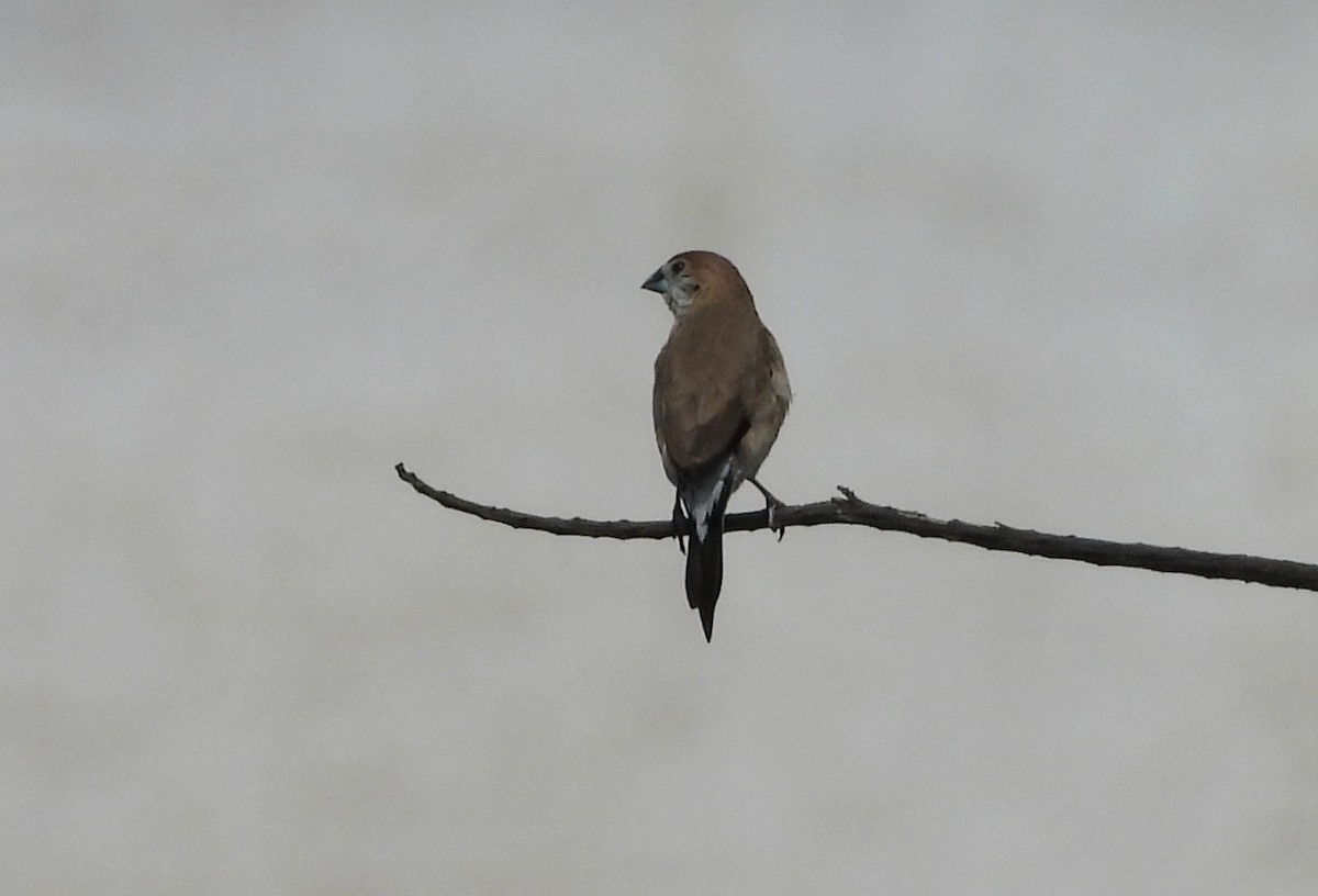 Hint Gümüşgagası - ML642013144