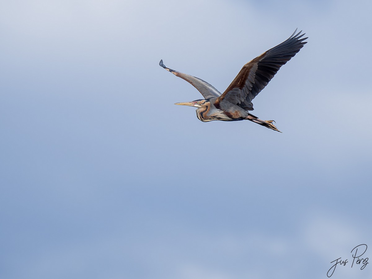 Purple Heron - ML642013151