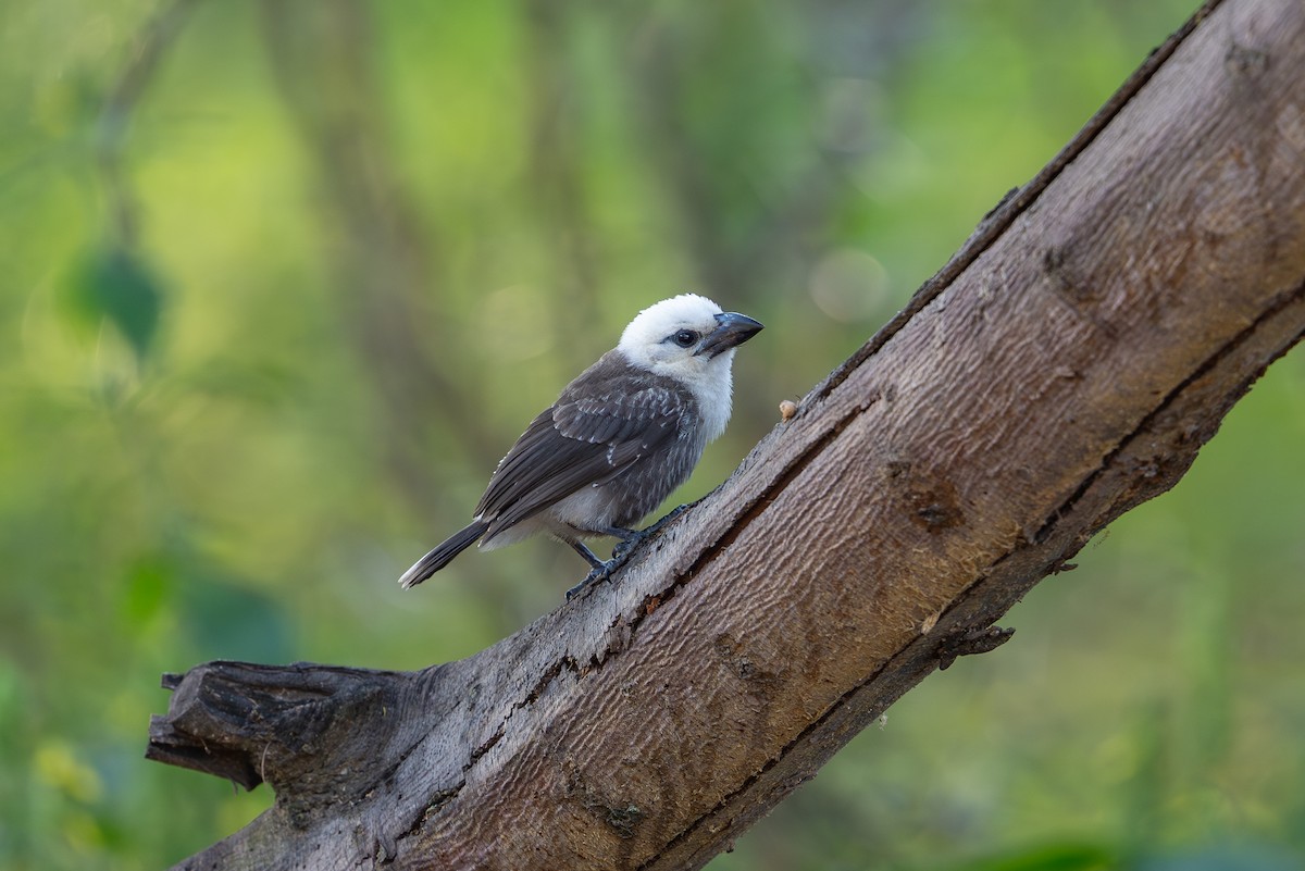 White-headed Barbet - ML642013155