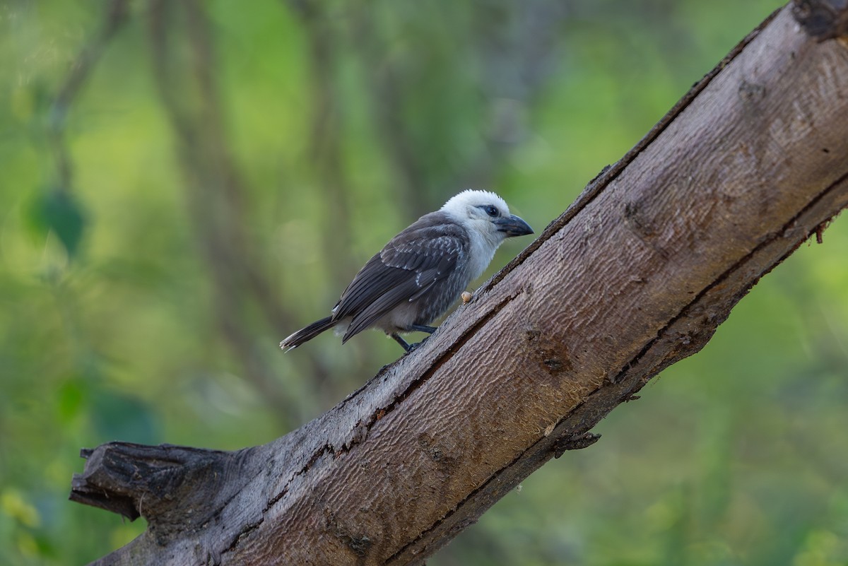 White-headed Barbet - ML642013157