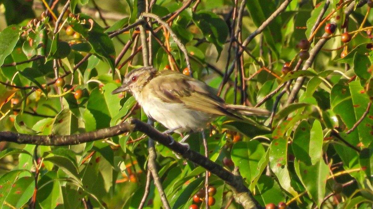Red-eyed Vireo - ML642013162