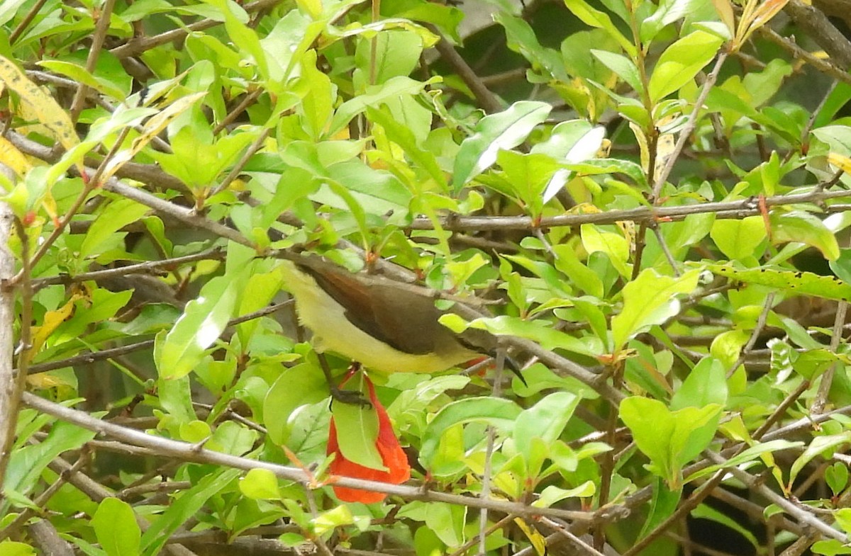 Purple-rumped Sunbird - ML642013174