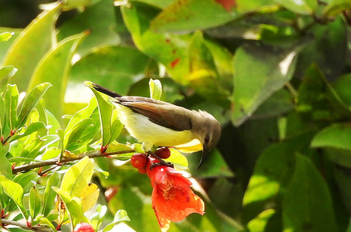 Purple-rumped Sunbird - ML642013175