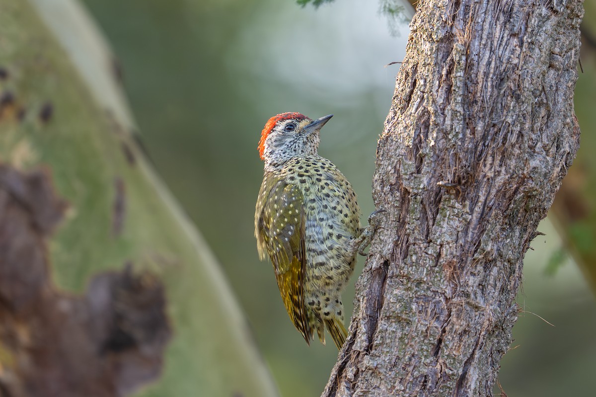 Green-backed Woodpecker - ML642013184
