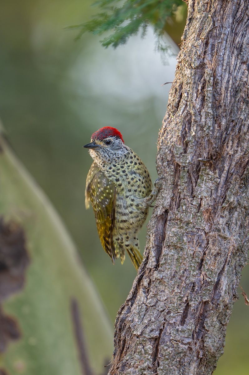 Green-backed Woodpecker - ML642013185