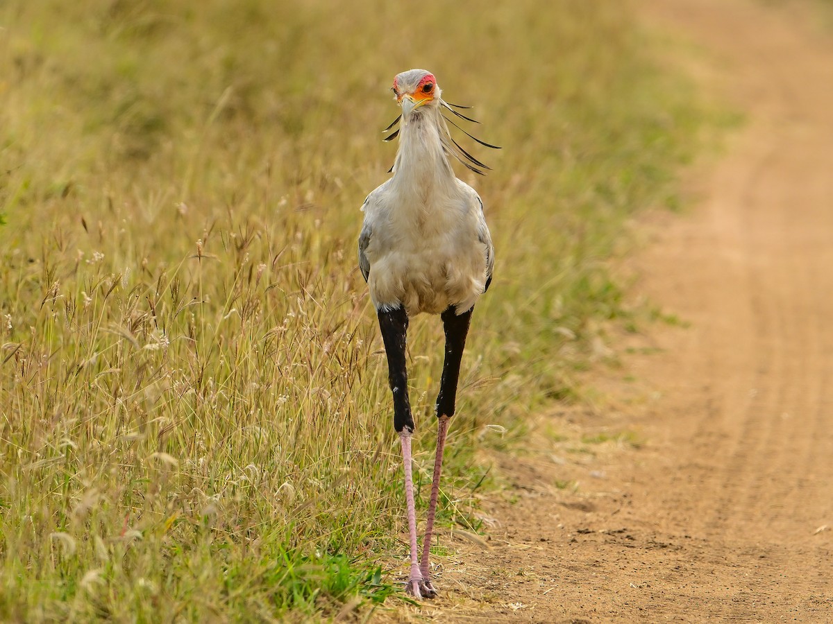 Secretarybird - ML642013202