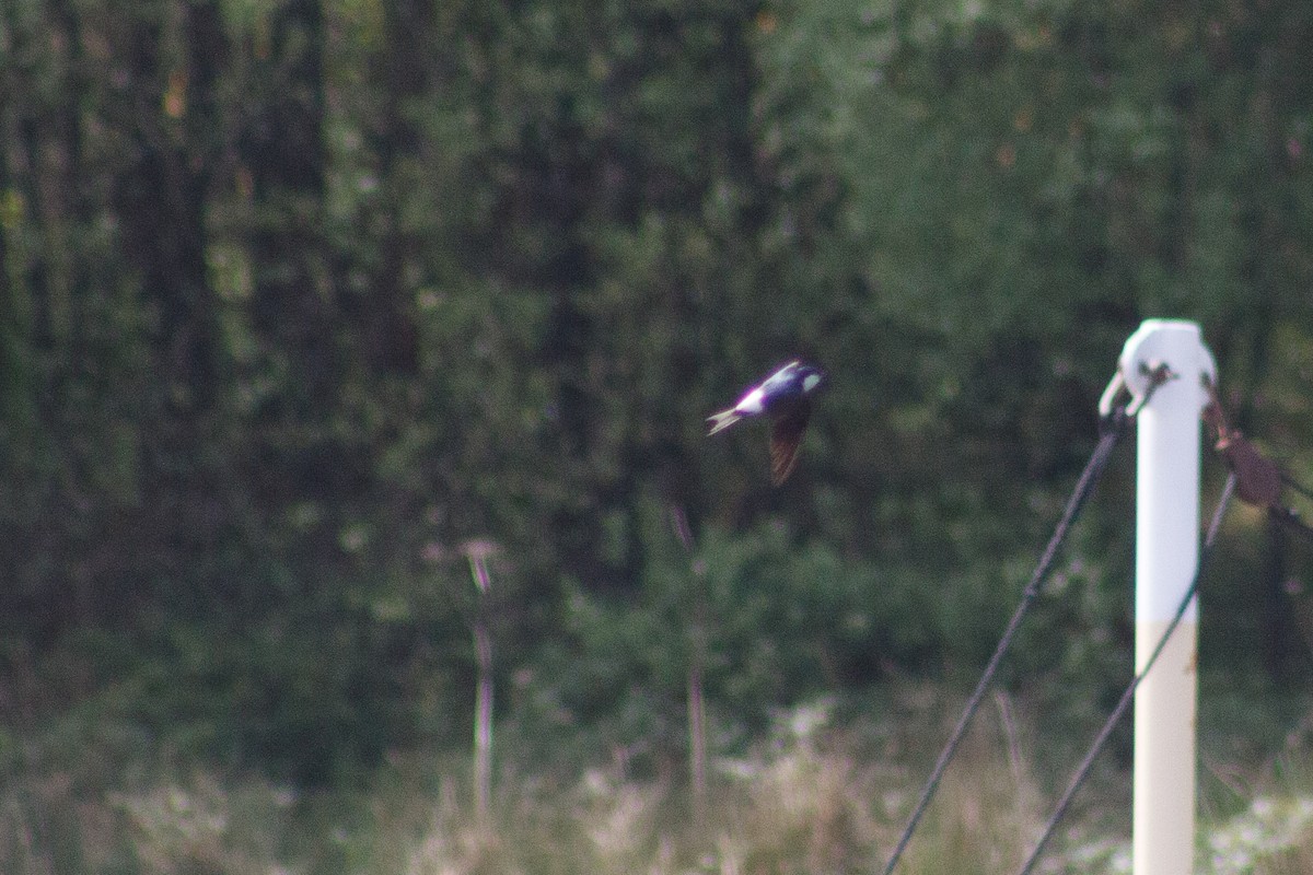 taksvale - ML642013208