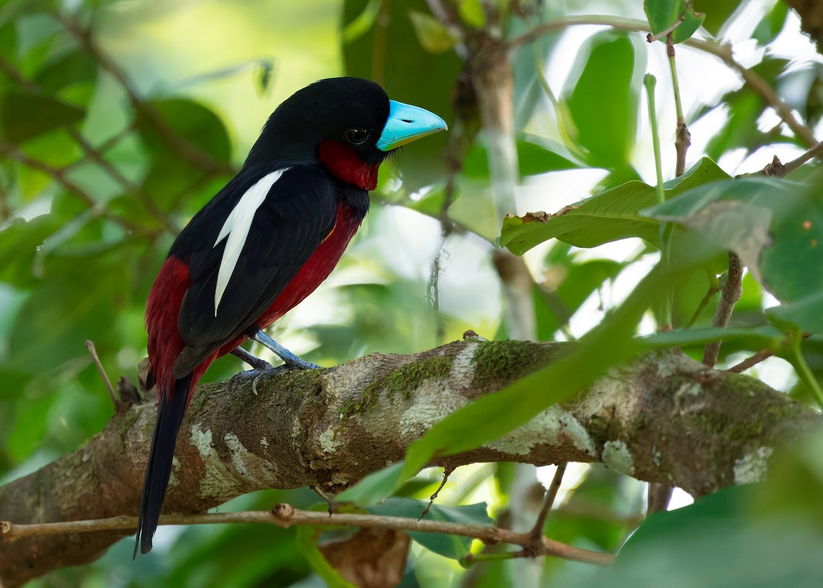 Black-and-red Broadbill (Black-and-red) - ML642013210