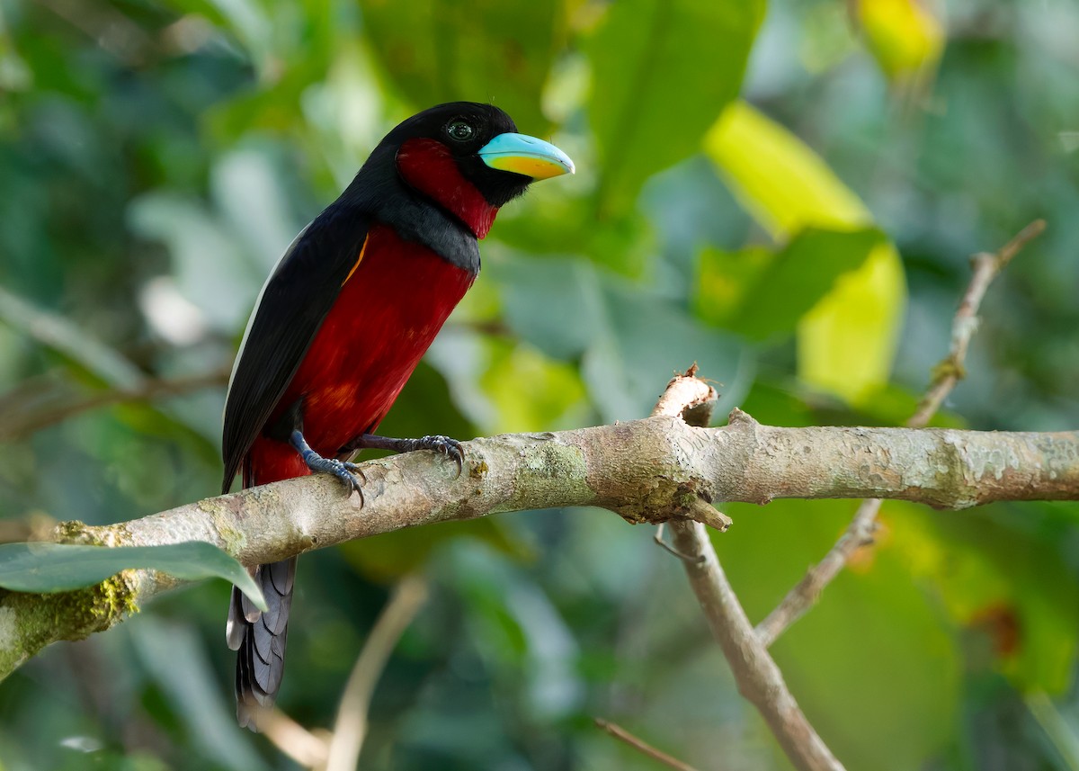 Black-and-red Broadbill (Black-and-red) - ML642013211