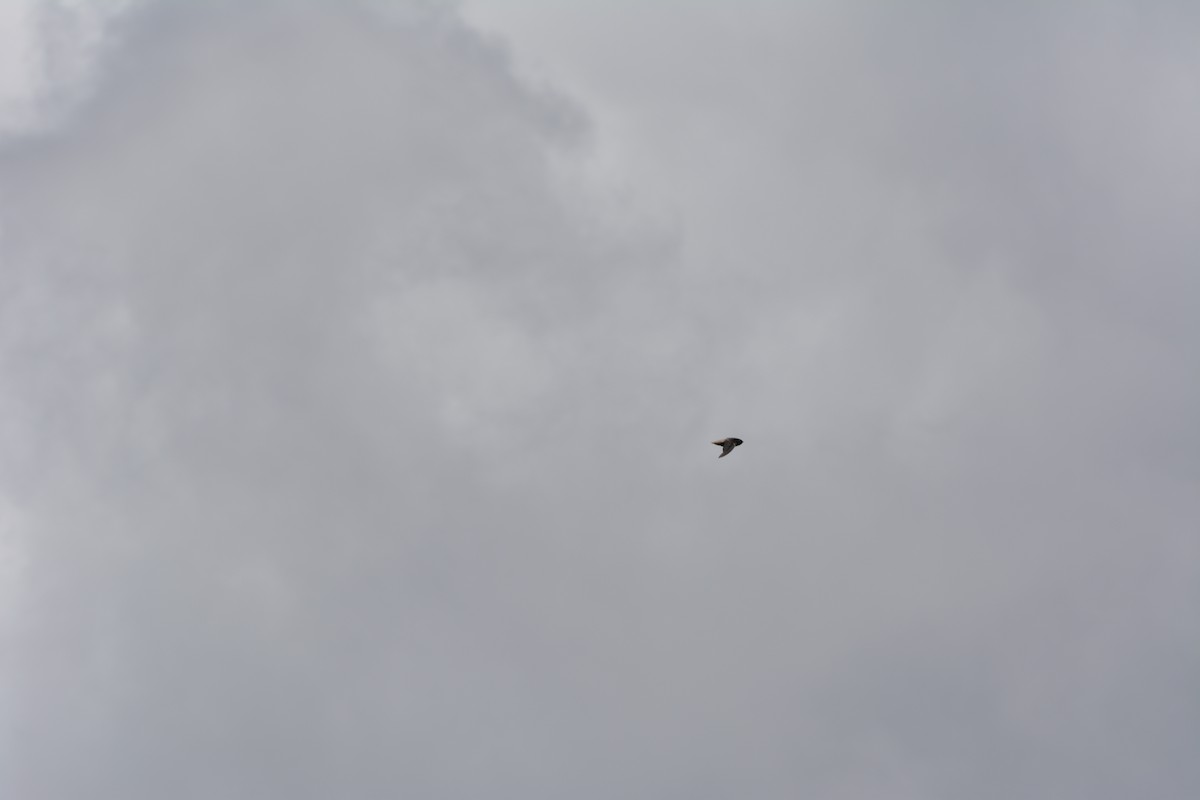 Short-tailed Swift - ML642013216