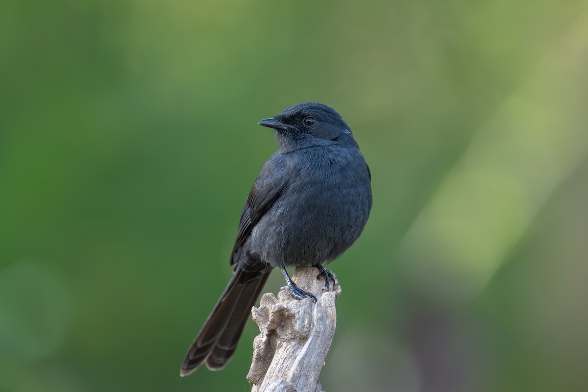 Northern Black-Flycatcher - ML642013226