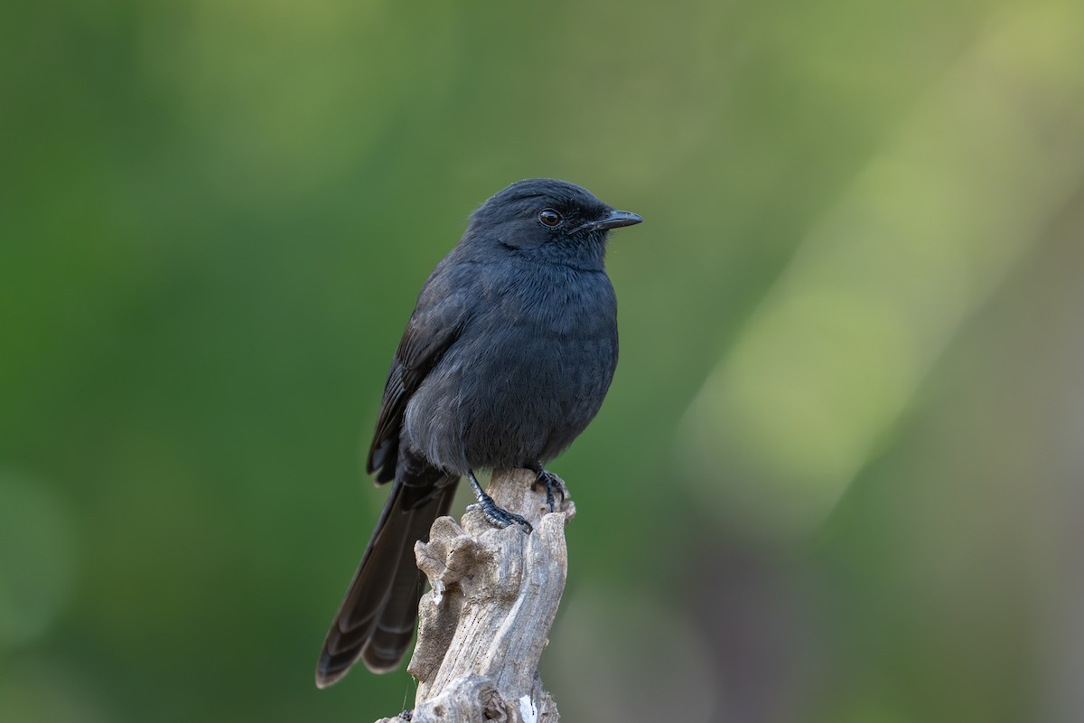 Northern Black-Flycatcher - ML642013227