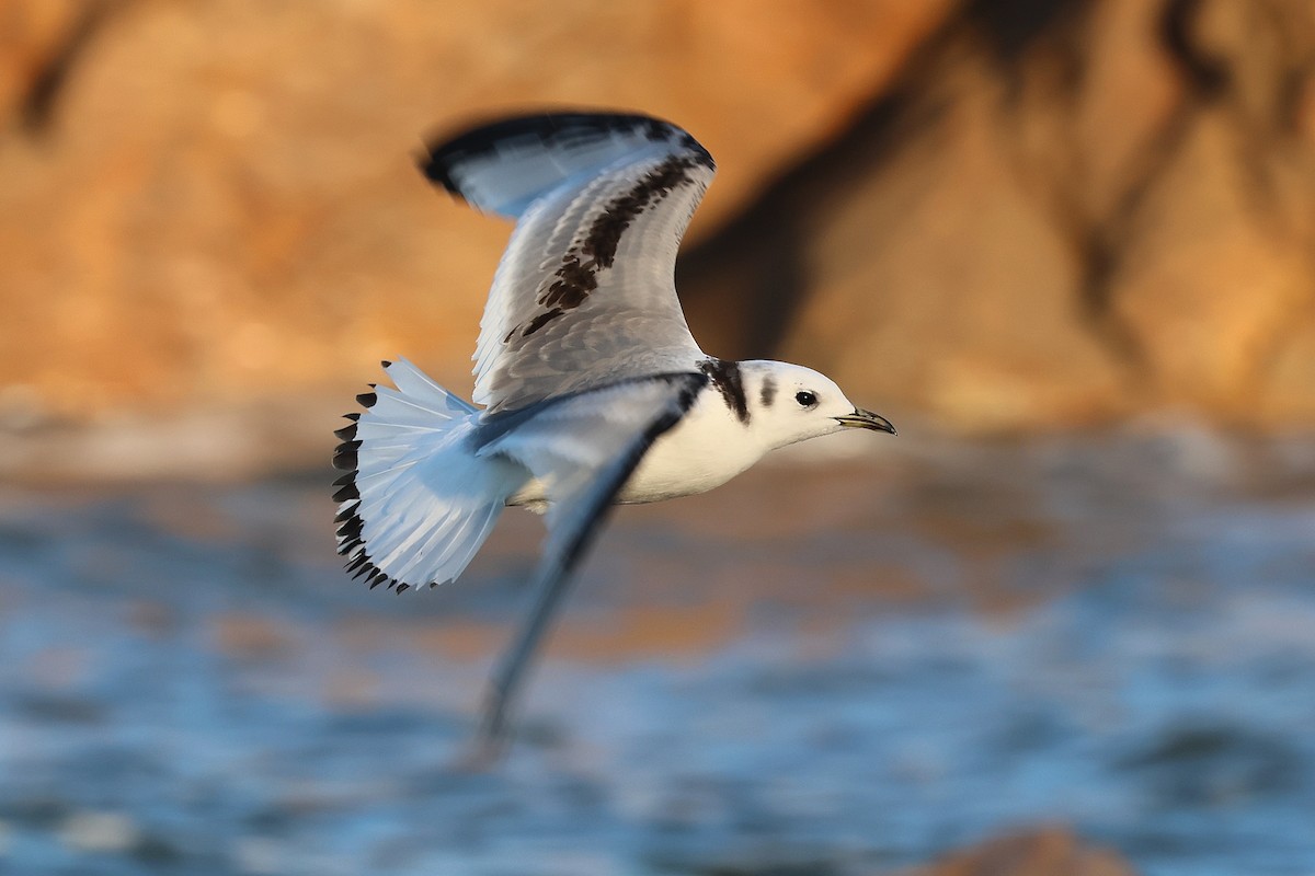 Black-legged Kittiwake - ML642013230
