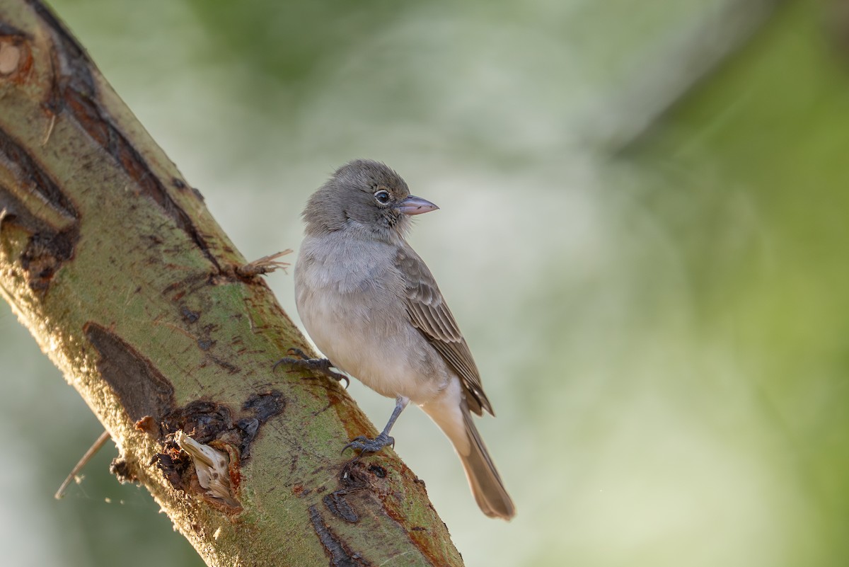 Yellow-spotted Bush Sparrow - ML642013233