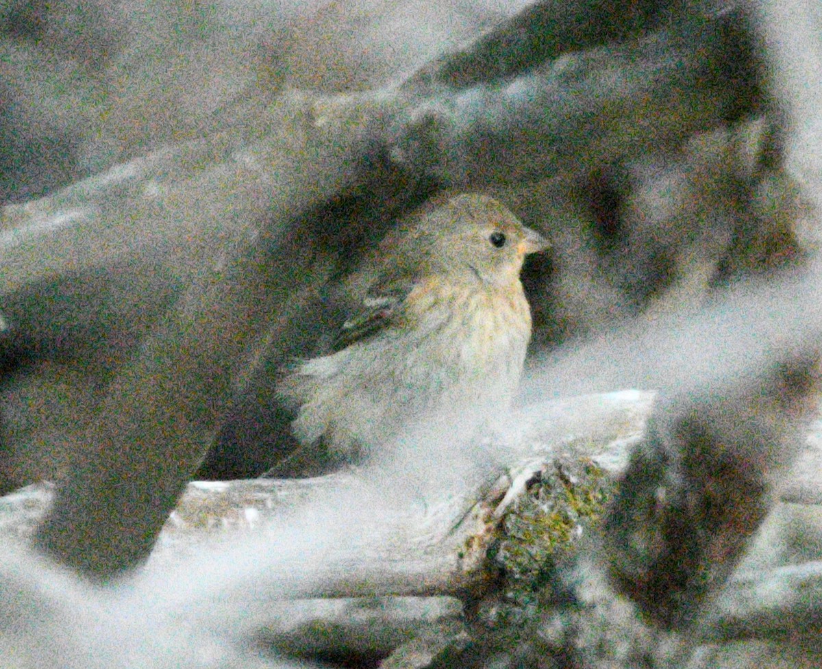 Lazuli Bunting - ML642013235