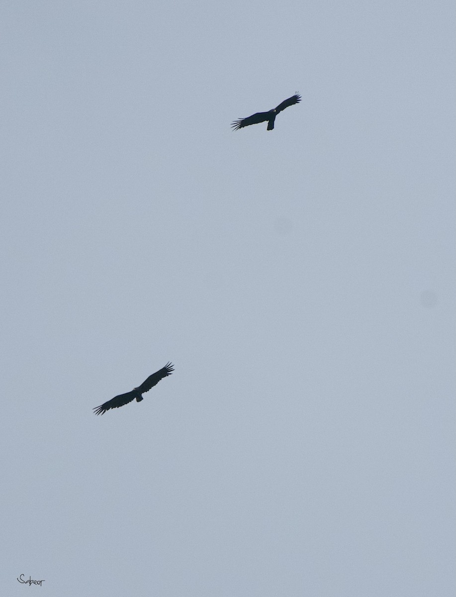 Black Eagle - ML642013240