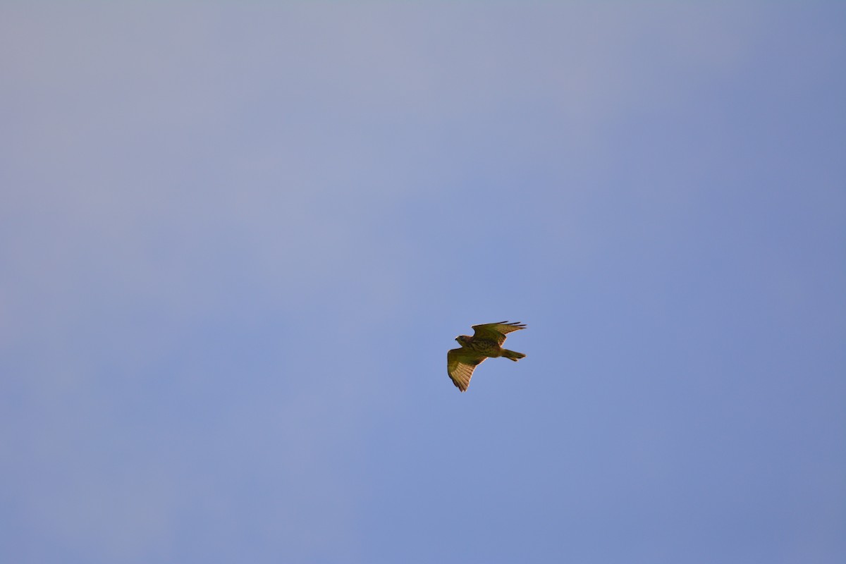 Broad-winged Hawk - ML642013241