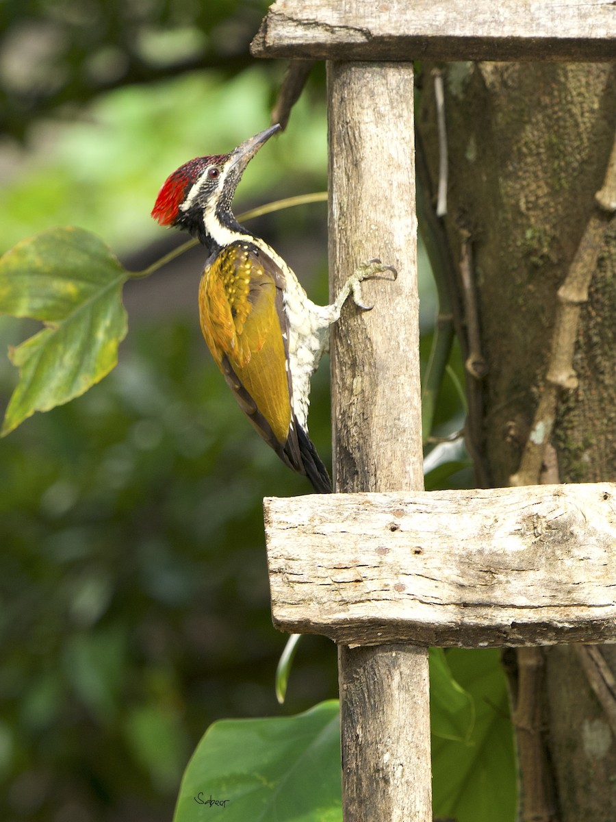 Black-rumped Flameback - ML642013245