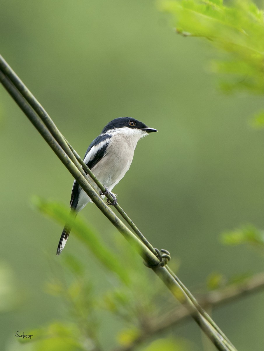 Bar-winged Flycatcher-shrike - ML642013256