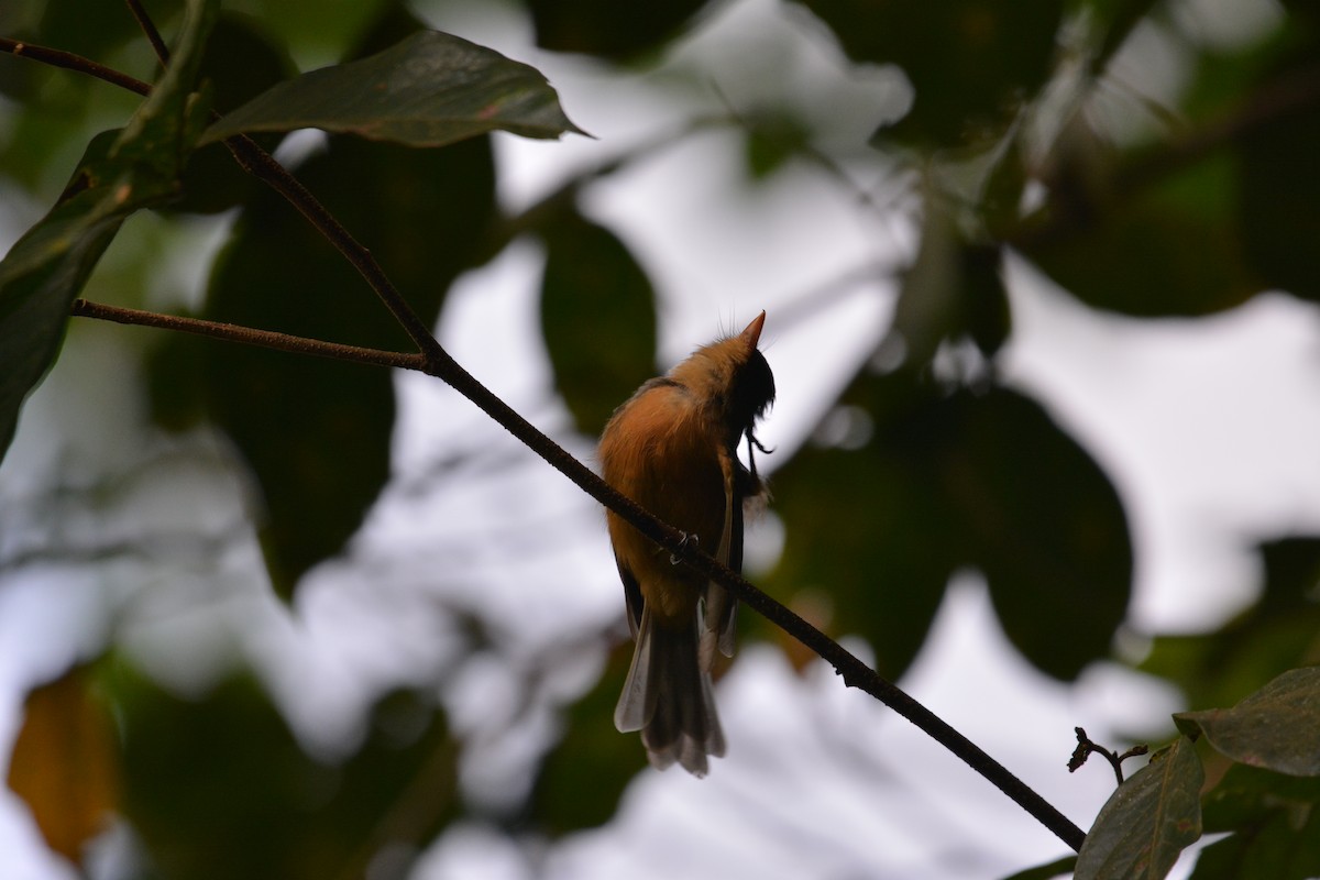 Lesser Antillean Pewee - ML642013279